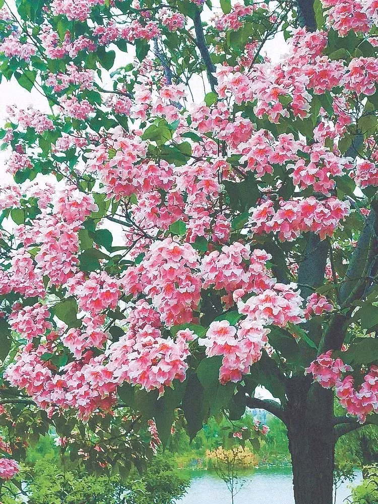 Gỗ thu với sức mạnh tâm linh mà nó mang lại, được coi là giúp người chết đi vào thế giới bên kia mà không bị lạc lối hay chịu sự quấy nhiễu từ tà ma. Vì thế, cây gỗ thu đã trở thành một biểu tượng văn hóa sâu sắc, gắn liền với niềm tin và sự tôn kính của người Trung Quốc đối với tổ tiên và tâm linh.