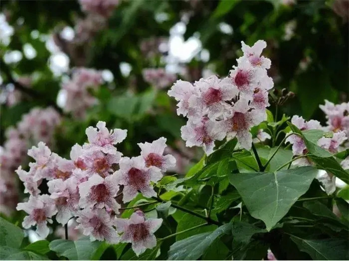 Người xưa tin rằng bài vị làm từ gỗ thu không chỉ bền vững với thời gian mà còn giúp duy trì mối liên kết tâm linh giữa con cháu và các thế hệ trước. Gỗ thu với hương thơm dịu nhẹ còn được coi là cầu nối giúp tổ tiên dễ dàng quay về, bảo hộ gia đình và mang lại vận may.