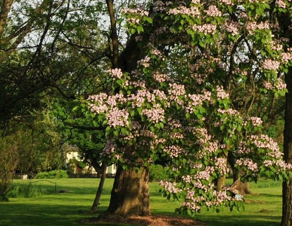 Hiện chính quyền Trung Quốc đã tăng cường công tác tuyên truyền giáo dục, nâng cao nhận thức và ý thức của người dân về bảo vệ cây gỗ thu, ban hành các quy định pháp luật ngăn chặn việc chặt phá và khai thác trái phép. Ngoài ra, việc tích cực triển khai các hoạt động trồng cây gây rừng, tăng số lượng cây gỗ thu được trồng cũng là một biện pháp bảo vệ hiệu quả.