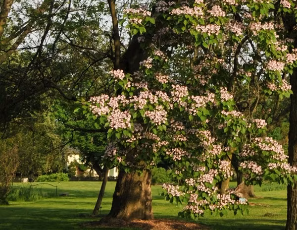 Hiện chính quyền Trung Quốc đã tăng cường công tác tuyên truyền giáo dục, nâng cao nhận thức và ý thức của người dân về bảo vệ cây gỗ thu, ban hành các quy định pháp luật ngăn chặn việc chặt phá và khai thác trái phép. Ngoài ra, việc tích cực triển khai các hoạt động trồng cây gây rừng, tăng số lượng cây gỗ thu được trồng cũng là một biện pháp bảo vệ hiệu quả.
