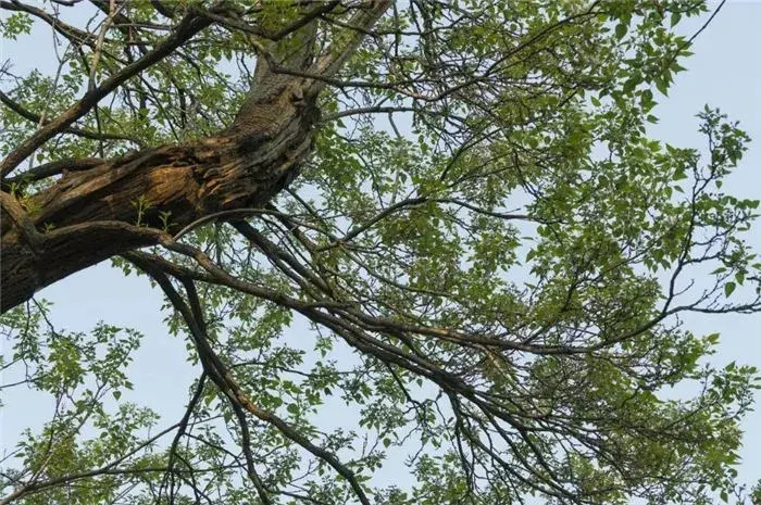 Vào mùa xuân, cây gỗ thu nở ra những bông hoa tuyệt đẹp, hoa có màu hồng hoặc tím, hình dạng giống như chiếc kèn và tỏa hương thơm dịu nhẹ, mang đến sức sống và sinh khí cho mặt đất. Đến mùa thu, lá cây chuyển sang màu vàng óng, như những đồng tiền vàng sáng rực, tô điểm thêm màu sắc rực rỡ cho cảnh quan.