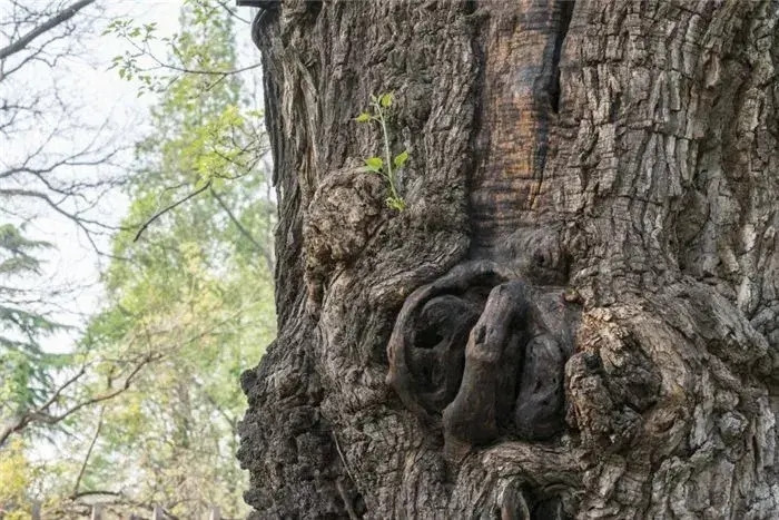 Gỗ thu còn là một loại cây thân thiện môi trường, có khả năng hấp thụ các chất khí độc hại, giúp thanh lọc không khí, mang lại môi trường sống trong lành và dễ chịu. Bên cạnh đó, gỗ thu cứng cáp, có vân gỗ đẹp, thường được sử dụng để chế tạo đồ nội thất, nhạc cụ, có giá trị kinh tế cao. Hệ thống rễ của cây gỗ thu phát triển mạnh, có khả năng giữ nước và đất, ngăn chặn xói mòn đất, góp phần quan trọng trong việc bảo vệ cân bằng sinh thái.