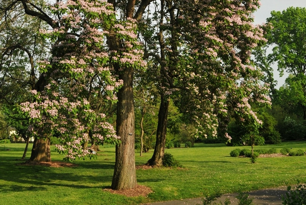Tuy nhiên, với sự mở rộng không ngừng của các hoạt động nhân sinh và biến đổi môi trường, cây trừ liễu đang phải đối mặt với một số thách thức. Nạn khai thác gỗ bừa bãi, quá trình đô thị hóa và việc khai thác trái phép đã dẫn đến sự suy giảm số lượng của cây này.