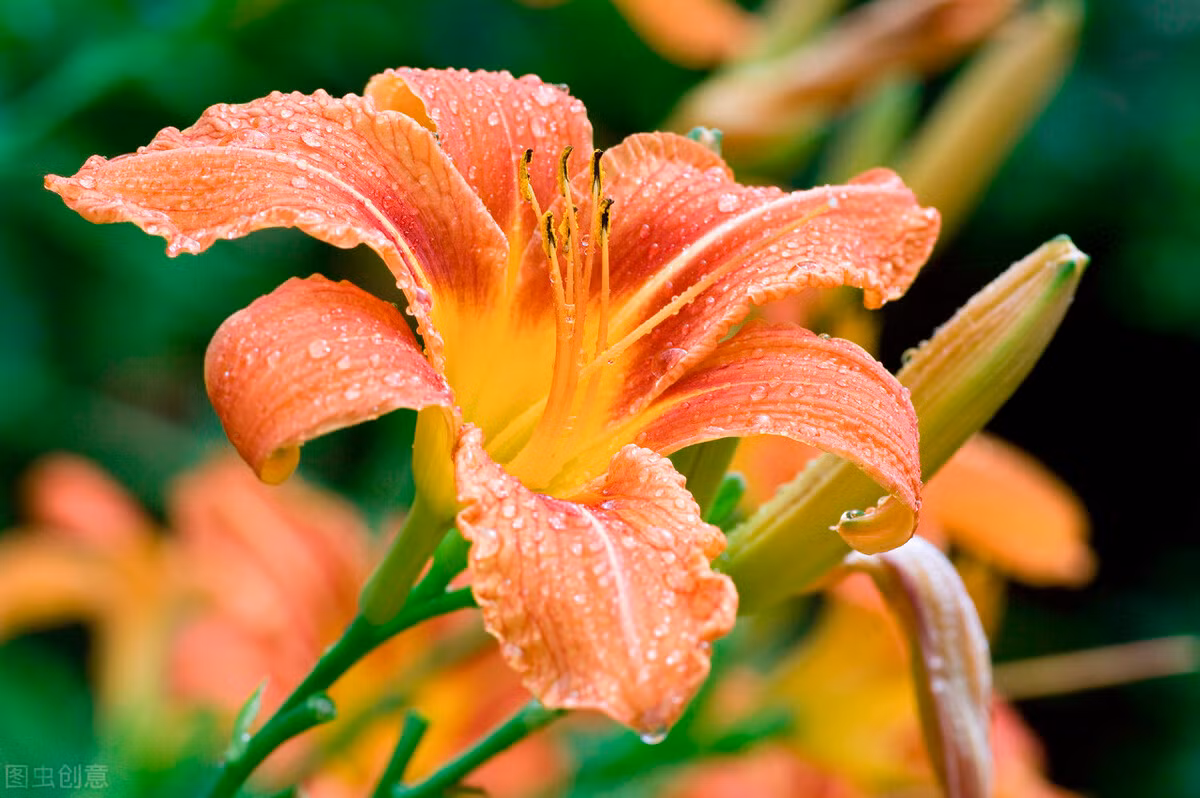 Bản thảo cương mục chép lại: Vị ngọt, tính mát, tiêu thấp lợi thuỷ, giải nhiệt lợi tiểu, làm dịu cơn khát, giảm âu lo, thư giãn cơ hoành ngực.