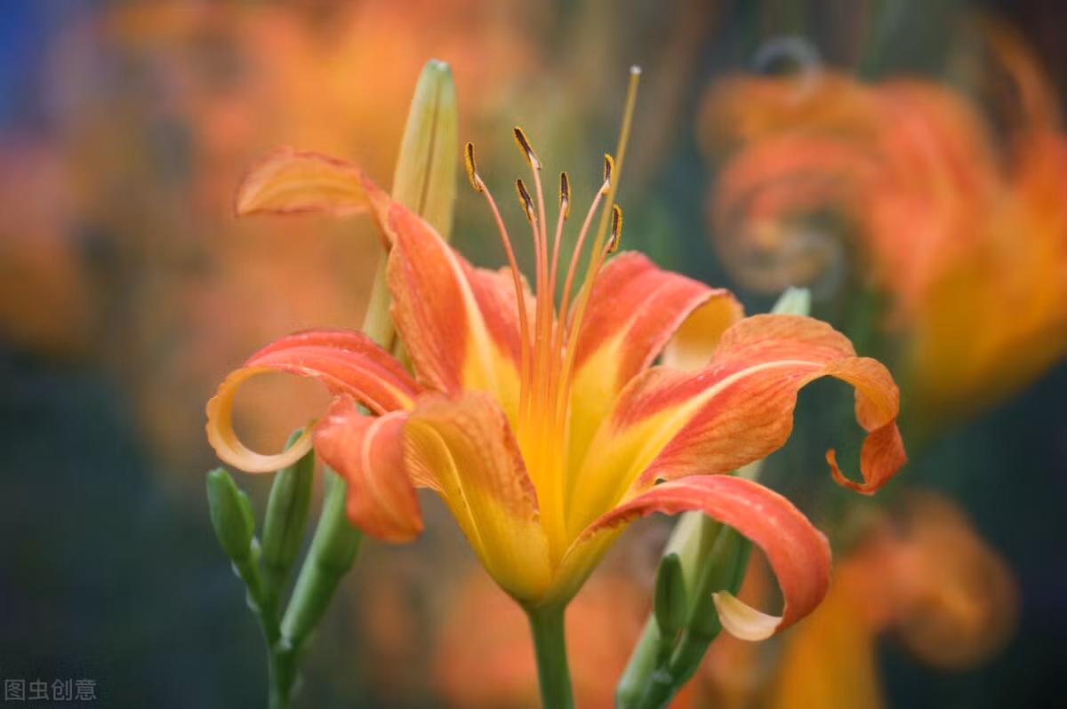 Thường thì phần lá của cây có thể được thu hái vào bất cứ mùa nào trong năm và thường được dùng ở dạng tươi.