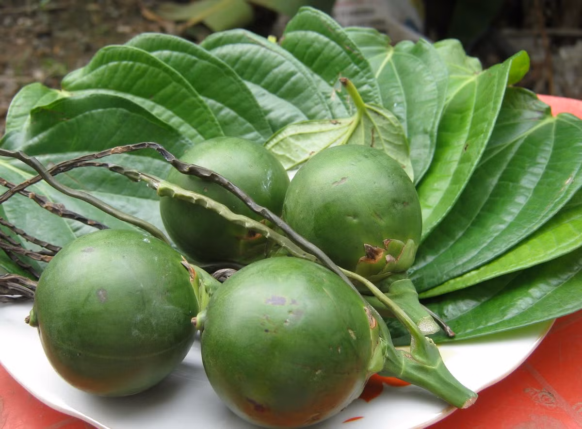 Thực tế, ăn trầu cau có tác dụng giải tỏa căng thẳng cho cơ thể, khiến người ăn cảm thấy sảng khoái hơn. Song, khi nhai trầu cau trong miệng cũng sẽ tạo ra amino nitrit, đó là chất gây ung thư rất mạnh.