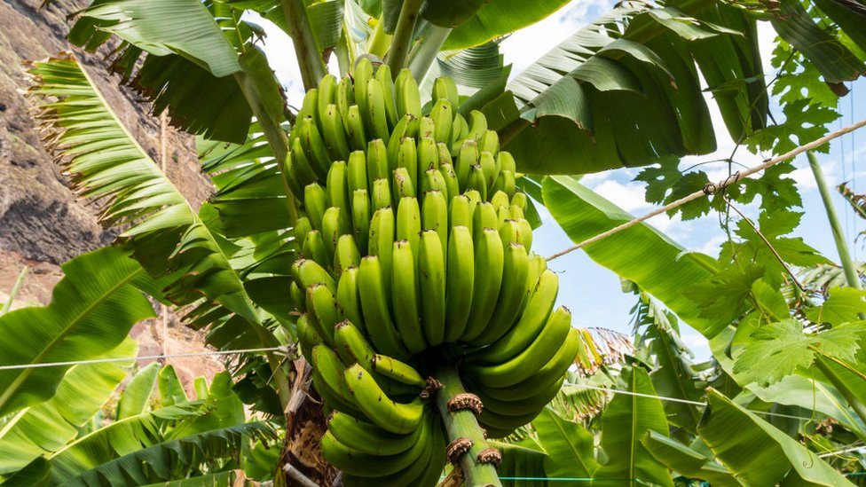 Những tổn thương này sẽ tăng thêm phần nào gánh nặng cho gan, nếu nghiêm trọng thì còn gây ngộ độc, ảnh hưởng trực tiếp đến các cơ quan nội tạng khác và tăng nguy cơ bị ung thư.