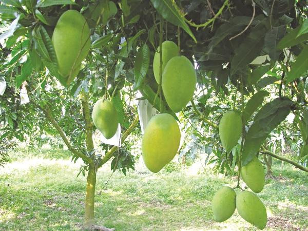 Thế nhưng, dù là xoài chín hay xoài xanh, cũng tuyệt đói tránh sử dụng khi đói bụng. Vị chua của loại quả này sẽ gây kích thích dạ dày làm tăng dịch vị và nguy cơ mắc bệnh đường ruột. Hơn thế nữa, nó dễ dẫn đến nguy cơ bị say, ngộ độc tạm thời khi sử dụng lúc đói.