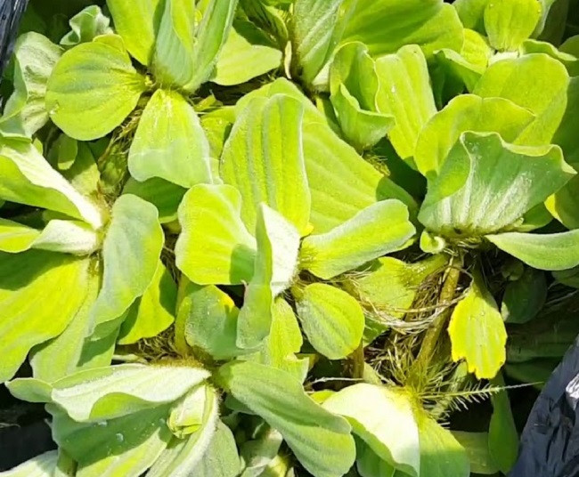 Theo tìm hiểu, bèo cái còn được gọi là cải thảo nước vì quả thực bề ngoài của nó trông rất giống với cải thảo.