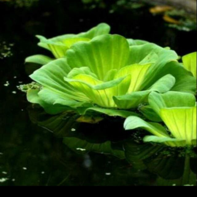 Ngày có thể uống 2 lần, mỗi lần một liều như trên. Thường sau khi uống 10 ngày, cơn hen suyễn đã bớt, uống liên tục trong vòng 2 tháng có khi tới 3 tháng. Khi mới uống có thể thấy ngứa cổ trong vòng 10 phút, nhưng sau quen dần và hết ngứa.