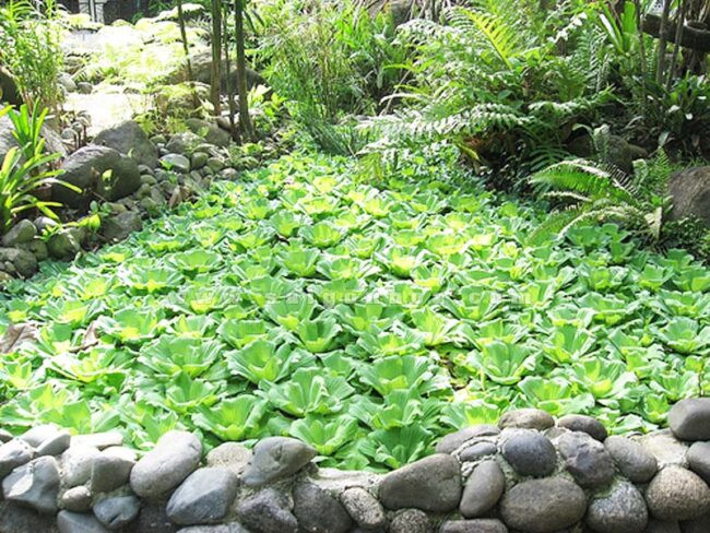 Chữa hen suyễn, bèo cái tươi 100g cắt bỏ rễ, bỏ lá vàng, rửa nhiều lần bằng nước lã cho thật sạch, cuối cùng có thể rửa thêm một lần bằng nước muối loãng. Vẩy cho ráo nước, giã nhỏ trong cối, vắt lấy nước, thêm nước lọc và sirô chanh cho vừa đủ ngọt và đủ 100ml.