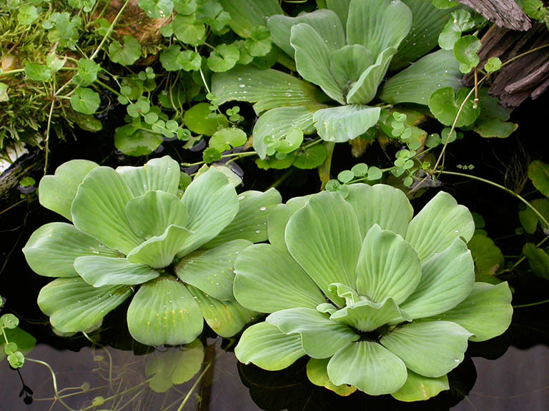 Ngoài ra, bèo cái cũng có những cái tên khác là đại phù bình, bèo ván, bèo tai tượng, đại phiêu, thuỷ phù liên, tên khoa học là Pistia stratiotes, họ Ráy (Araceae), có nhiều công dụng chữa bệnh, được xem như một loại dược liệu tốt.