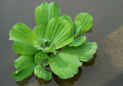 Bèo cái dùng làm thuốc có vị hơi cay, tính bình, chứa cacbohydrat, chất khoáng, có công dụng tiêu độc, dùng làm thuốc lợi tiểu, chữa mẩn ngứa, sưng phù.