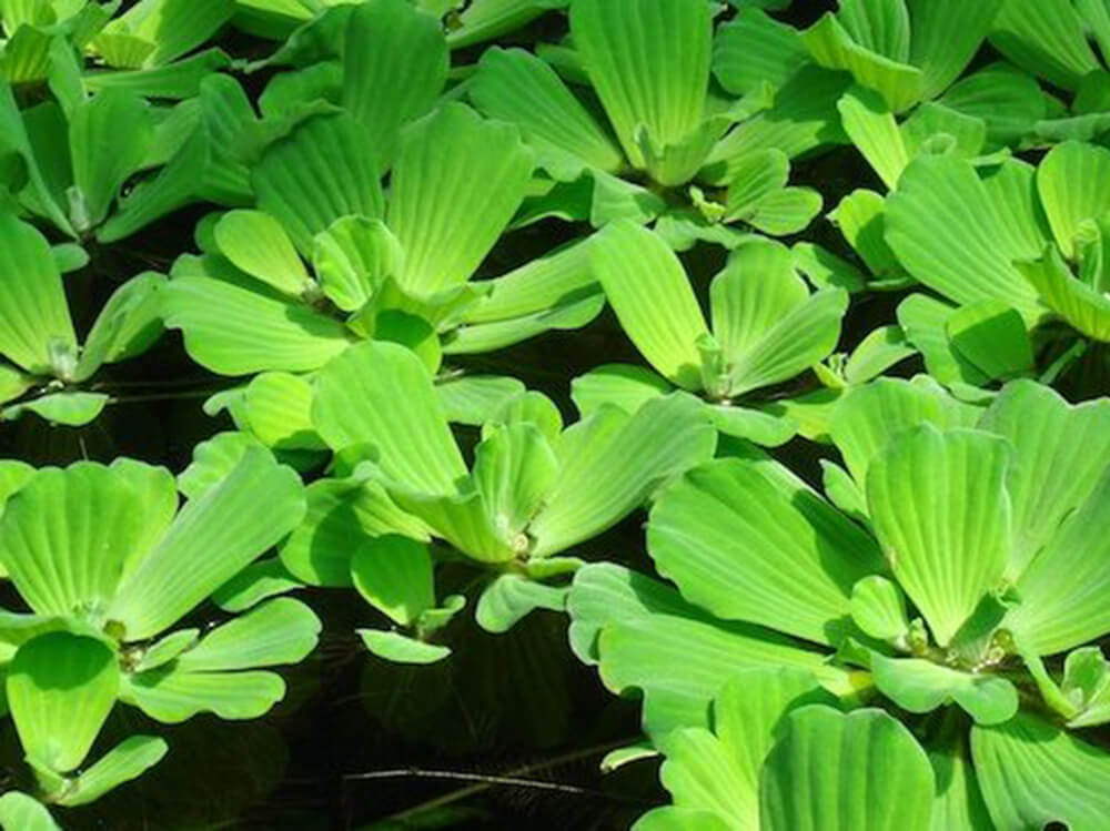 Để chữa đau mặt sưng ngứa, đau mắt, khắp mình nổi mẩn ngứa hoặc sưng phù, dùng bèo cái bỏ rễ, bạc hà, kinh giới mỗi thứ một nắm (30g) sắc uống và xông rửa.