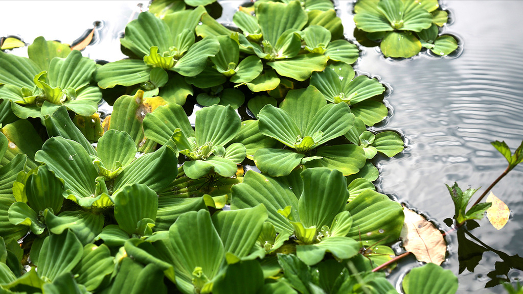 Có rất nhiều loại rau, cây dại không được coi trọng nhưng thực chất lại là loại thuốc quý. Hôm nay, giới thiệu với mọi người cây bèo cái, một loại thực vật thời xưa không được coi trọng, dùng làm thức ăn cho gia súc, gia cầm. (Ảnh minh họa)