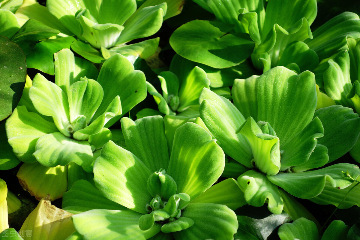 Cây thân thảo, thuỷ sinh nổi. Thân đâm chồi, mang các nhánh ngắn, có lá mọc chụm lại. Lá màu lục tươi, có nhiều lông như nhung và không thấm nước. Buồng hoa nhỏ độ 1cm, màu lục nhạt.