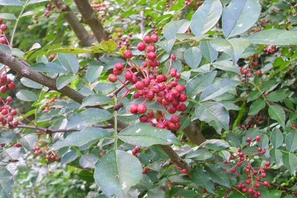 Cây Xuyên tiêu mọc ở các vùng Đông Bắc Trung Quốc, Triều Tiên, Lào, Campuchia,... Tại Việt Nam, cây được tìm thấy nhiều ở các tỉnh miền núi Lào Cai, Lạng Sơn, Hòa Bình, Nghệ An, Hà Tĩnh, Đắk Lắk,...