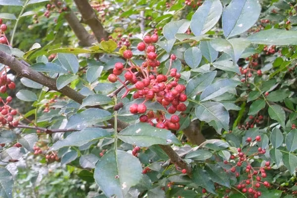 Cây Xuyên tiêu mọc ở các vùng Đông Bắc Trung Quốc, Triều Tiên, Lào, Campuchia,... Tại Việt Nam, cây được tìm thấy nhiều ở các tỉnh miền núi Lào Cai, Lạng Sơn, Hòa Bình, Nghệ An, Hà Tĩnh, Đắk Lắk,...