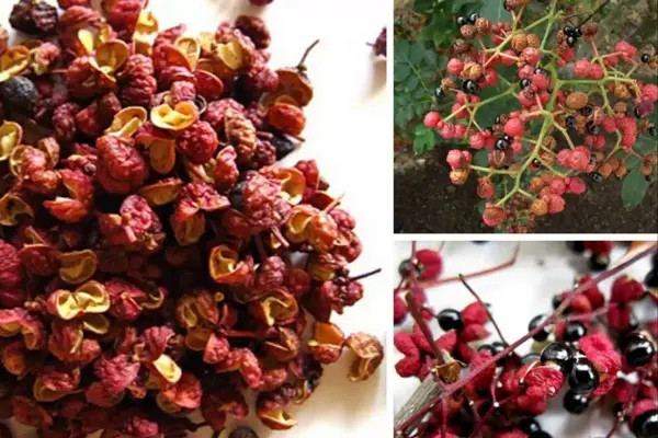 Có thể rửa sạch, phơi khô hạt xuyên tiêu rồi đắp vào rốn, băng lại để làm ấm tử cung của phụ nữ và tống xuất hơi lạnh ra khỏi tử cung. Đặc biệt là đối với một số bạn gái hay bị đau bụng kinh, phương pháp này khá tốt. Không chỉ thế còn có tác dụng tiêu mỡ bụng, giảm cân.