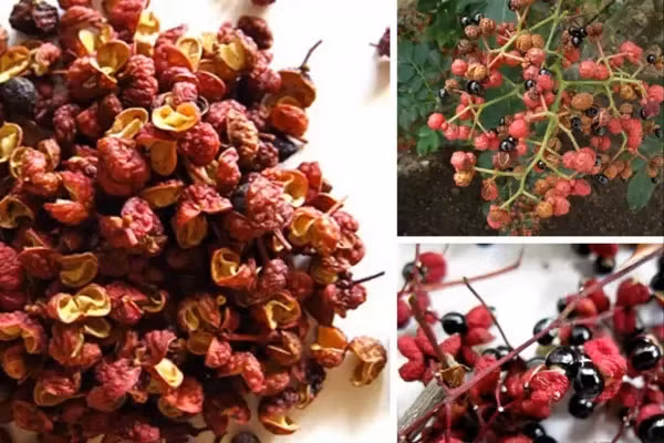 Có thể rửa sạch, phơi khô hạt xuyên tiêu rồi đắp vào rốn, băng lại để làm ấm tử cung của phụ nữ và tống xuất hơi lạnh ra khỏi tử cung. Đặc biệt là đối với một số bạn gái hay bị đau bụng kinh, phương pháp này khá tốt. Không chỉ thế còn có tác dụng tiêu mỡ bụng, giảm cân.