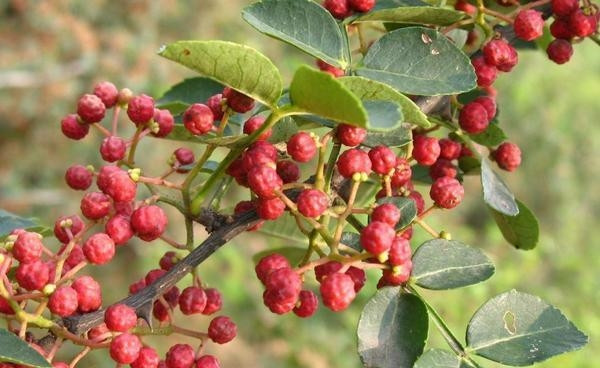 1. Hạt xuyên tiêu: Ngay khi nghe đến hạt xuyên tiêu, có lẽ nhiều người còn lạ tai, thế nhưng đây chính là loại gia vị thông thường của chúng ta, còn được gọi là hoa tiêu, thường dùng chữa các chứng bệnh do lạnh gây ra trong cơ thể.