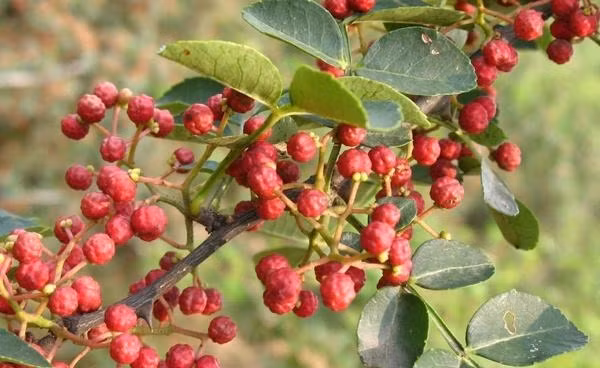 1. Hạt xuyên tiêu: Ngay khi nghe đến hạt xuyên tiêu, có lẽ nhiều người còn lạ tai, thế nhưng đây chính là loại gia vị thông thường của chúng ta, còn được gọi là hoa tiêu, thường dùng chữa các chứng bệnh do lạnh gây ra trong cơ thể.