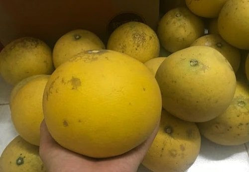 Cũng có cách khác để bảo quản bưởi Diễn cẩn thận hơn, đó là sau bước bôi vôi vào cuống bưởi, cho bưởi Diễn vào trong bọc nhựa (mỗi bọc 1 quả) rồi buộc kín lại, đặt lên trên bìa carton.