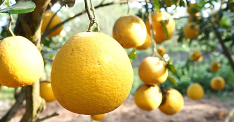 Chỉ cần chủ quan, không kiểm tra thường xuyên là tình trạng thối, hỏng sẽ lây lan sang trái khác.