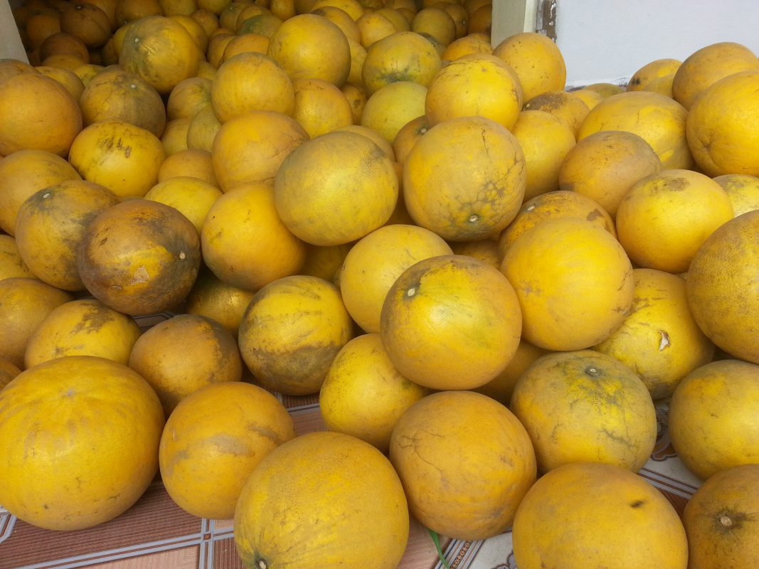 Cuối cùng, phải kiểm tra thường xuyên nếu có trái nào bị thối, nẫu do va chạm, vận chuyển thì loại ra ngay.