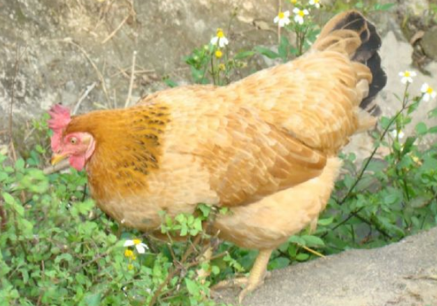 Lật cánh kiểm tra kỹ dưới nách, nếu gà bị tiêm bơm nước sẽ có một chấm đỏ nhỏ. Xung quanh vết nước phồng lên có màu đen. Để một thời gian, màu đen sẽ phát tán rộng ra.