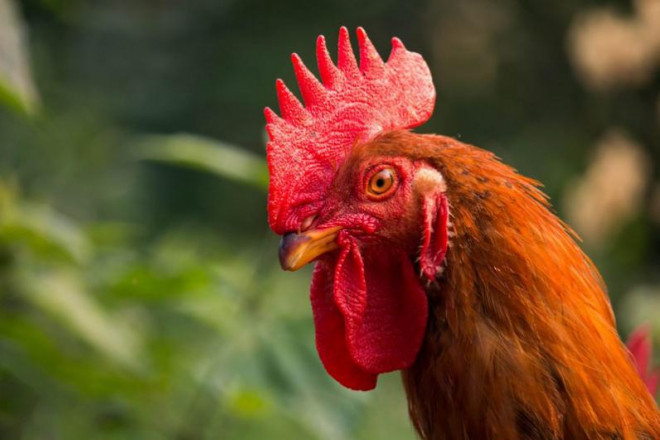 Thứ nhất, đối với gà trống. Gà là món không thể thiếu trên mâm cỗ Tết, đặc biệt là mâm cỗ cúng Giao thừa. Bạn nên chọn những con gà trống nhỏ hơn 1,8kg, lông bóng mượt, áp sát thân, màu lông sáng.