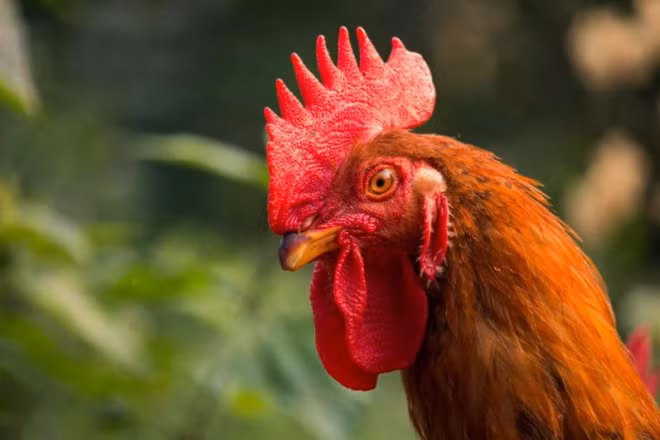 Thứ nhất, đối với gà trống. Gà là món không thể thiếu trên mâm cỗ Tết, đặc biệt là mâm cỗ cúng Giao thừa. Bạn nên chọn những con gà trống nhỏ hơn 1,8kg, lông bóng mượt, áp sát thân, màu lông sáng.