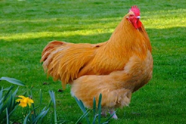 Thịt gà mái ngon hơn gà trống. Những con chân cứng, đóng vẩy, lông xù, lỗ chân lông to, cổ nhỏ, da trắng, xám, nổi nhiều vết sần, hậu môn to là gà mái già.