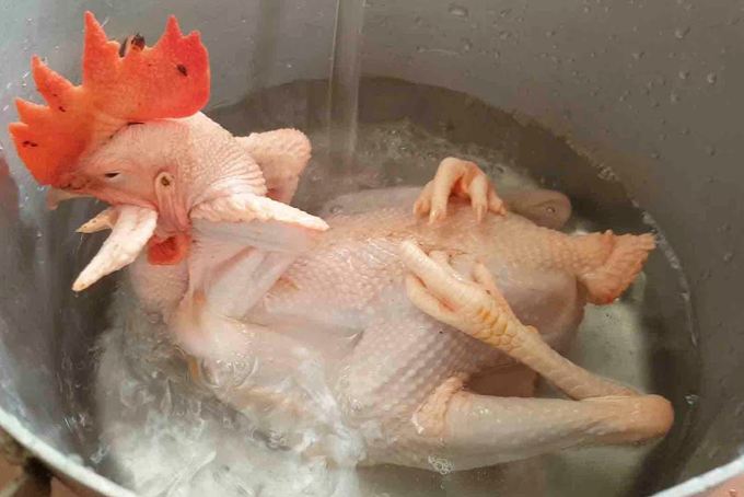 Nên chọn những con gà có da gà ta vàng nhạt, mỏng, mịn, độ đàn hồi cao và chỉ vàng đậm ở một số chỗ như ức, cánh, lưng. Đặc biệt, thịt trông phải tươi, không được có mùi hôi, trên da không có vết bầm tím hoặc tụ máu. Tránh xa những con gà đen sạm vì đó là gà đã chết trước khi bị giết mổ.