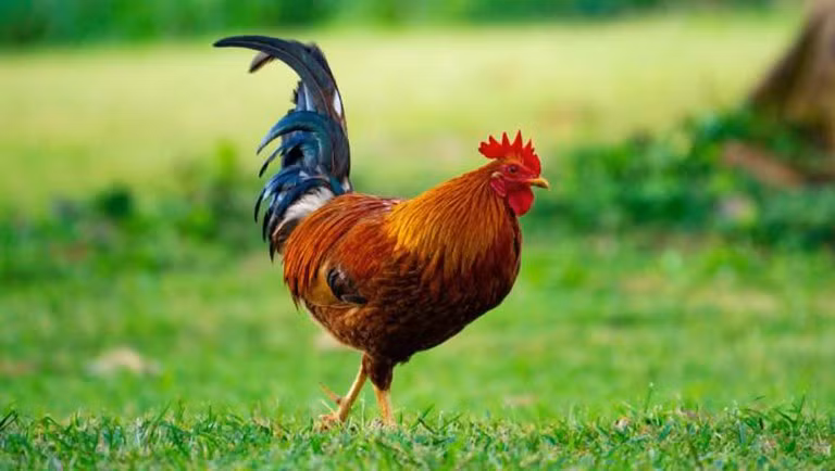 Mỏ gà bén nhọn, mép trên dài hơn mép dưới và phủ lên mép dưới ở phần đầu mỏ. Đặc biệt, mào gà phải đỏ tươi, mắt nhìn linh hoạt, không lờ đờ. Chân gà thẳng, thon nhỏ; da chân vàng đều và sáng bóng. Cựa gà phải ngắn vì nếu cựa dài chứng tỏ gà đã già.