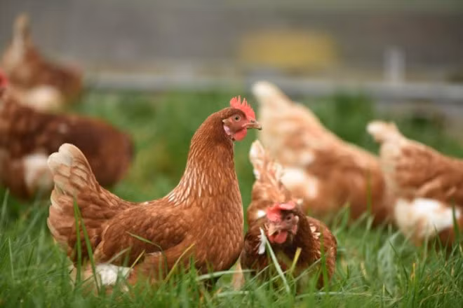 Thứ hai, đối với gà mái, nên chọn gà mái nặng khoảng 1,6kg, mào gà tươi, mắt lanh, hơi thở đều. Chân gà thẳng, thon nhỏ. Da chân vàng đều và sáng bóng, ức đầy, bấm nhẹ phía dưới ức thấy xương mềm là gà non.