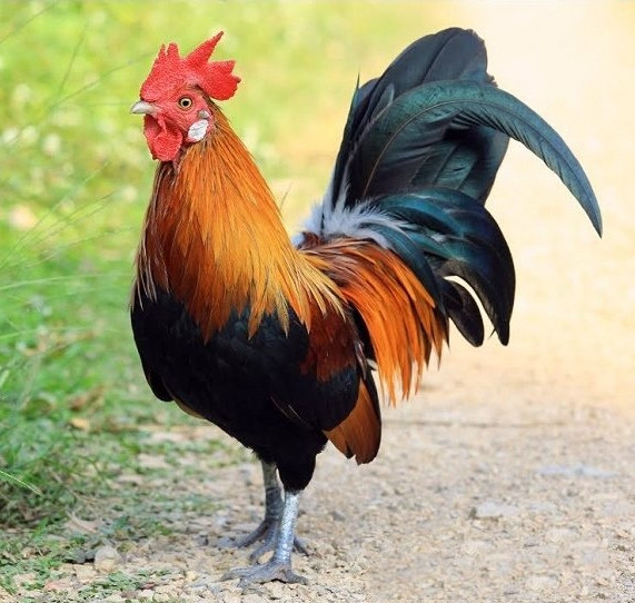 Vạch lớp lông gà lên thấy da gà mỏng, mềm, bóp nhẹ vào thân gà thấy săn chắc, không nhão, có một số vệt vàng lớn dưới ức, cánh. Dưới cánh gà, nách gà có thể thấy thịt, tia máu thì chứng tỏ gà săn chắc không có mỡ. Diều gà không bị căng cứng chứng tỏ gà khỏe mạnh.