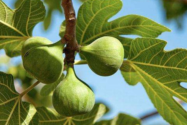 Sung ngọt giàu chất xơ và nhiều khoáng chất thiết yếu như magiê, mangan, canxi, đồng, kali, vitamin K và B6, cũng nhiều chất phytonutrients, chất chống oxy hóa và vitamin.