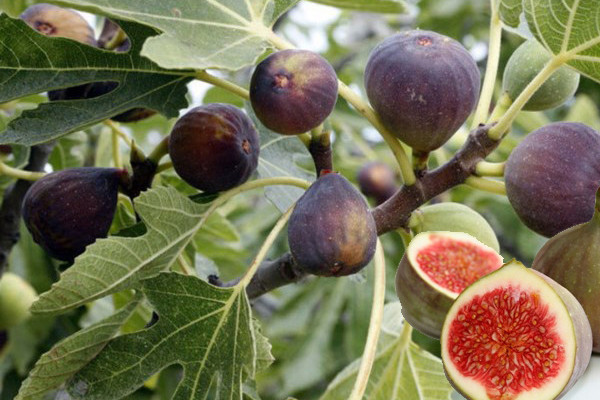 Bạn có biết rằng, quả sung ngọt hay còn gọi là quả vả tây là một trong những loại quả cực kỳ tốt với vô số tác dụng? Thực tế, đây còn là loại trái cây yêu thích của Nữ hoàng Ai Cập Cleopatra. (Ảnh minh họa)