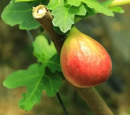 Các chiết xuất từ quả sung và quả sung khô được biết là có chứa các yếu tố giúp ngăn ngừa ung thư vú sau mãn kinh. Thường xuyên ăn sung ngọt cũng có thể làm giảm nguy cơ ung thư ruột kết.