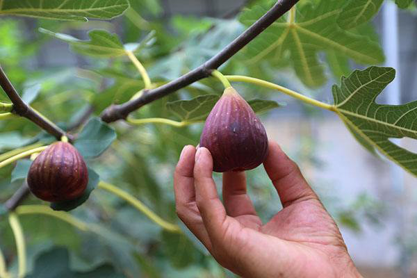 Tiếp đến, sung ngọt có chứa Phenol và Acid béo Omega-3 và Omega-6, làm giảm mức chất béo trung tính trong máu và góp phần cải thiện sức khỏe tim mạch của bạn. Ngoài ra, các chất chống oxy hóa trong quả sung loại bỏ các gốc tự do trong cơ thể, ngăn ngừa nguy cơ làm tắc nghẽn động mạch vành và gây ra bệnh tim mạch vành.