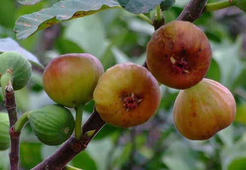 Cụ thể, chất xơ trong quả sung giúp loại bỏ chất thải trong cơ thể một cách nhanh chóng, có tác dụng tốt trong việc ngăn ngừa ung thư ruột kết. Nhiều hạt trong quả sung chứa hàm lượng chất nhầy cao thu gom chất thải và niêm dịch trong ruột kết và xả chúng ra ngoài.