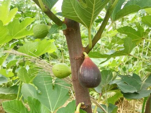 Nhờ lượng chất xơ dồi dào, sung ngọt có tác dụng hỗ trợ nhu động ruột khỏe mạnh, làm giảm táo bón và cải thiện sức khỏe tiêu hóa tổng thể.