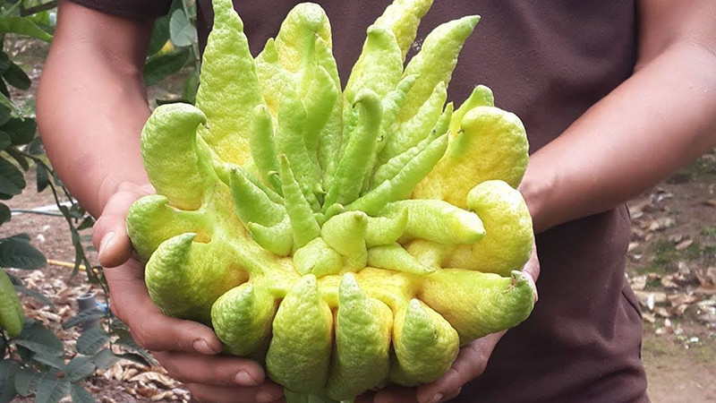 9. Chọn phật thủ: Nên chọn quả có vỏ tươi sáng, nhiều ngón tay dài và móng nhọn, mùi thơm giống như chanh tươi, nhìn rắn chắc. Không nên chọn những trái có đốm mềm và ngón tay khập khiễng.