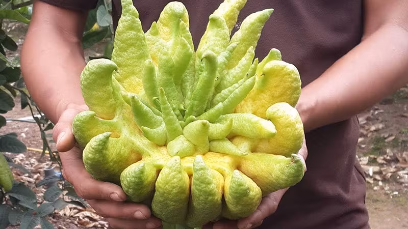 9. Chọn phật thủ: Nên chọn quả có vỏ tươi sáng, nhiều ngón tay dài và móng nhọn, mùi thơm giống như chanh tươi, nhìn rắn chắc. Không nên chọn những trái có đốm mềm và ngón tay khập khiễng.