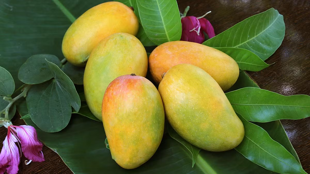 4. Chọn xoài: Nên chọn những quả xoài có da căng bóng, màu vàng sáng, gần phần ở cuống xoài chín vàng và cứng, da căng loáng, ngửi thấy có mùi thơm.