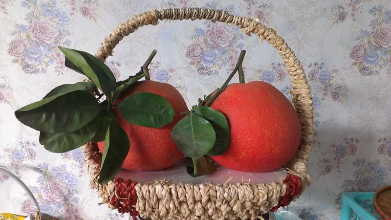 3. Chọn bưởi: Nên chọn những quả vỏ đẹp, cầm lên thấy nặng tay, không bị xước, sáng bóng. Đặc biệt lưu ý trên vỏ bưởi thường có những nốt gai nhỏ, gai càng to quả càng ngon, tép to, mọng nước, ngọt sắc.