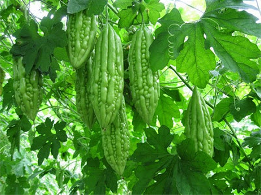 Chưa hết, mướp đắng rất khó tiêu, có thể gây đầy hơi nên người bị bệnh gan và thận cần tránh ăn loại quả này.