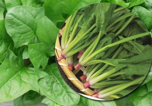 Tuy nhiên, hàm lượng axit oxalic trong cải bó xôi tương đối cao, nó cũng chứa một lượng lớn purin, cả hai đều có thể dẫn đến sự hình thành sỏi thận.