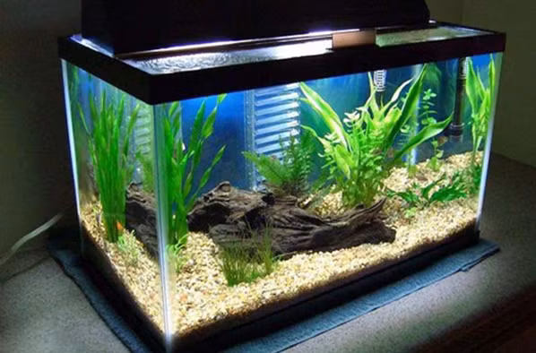 So huu vat may man nay, chac chan tai loc triu tay-Hinh-3